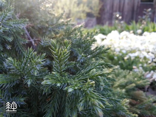 Juniperus squamata   'Hunnetorp '
